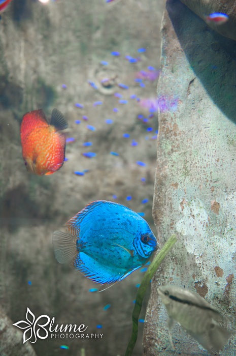 090927_blume_gaaquarium-013