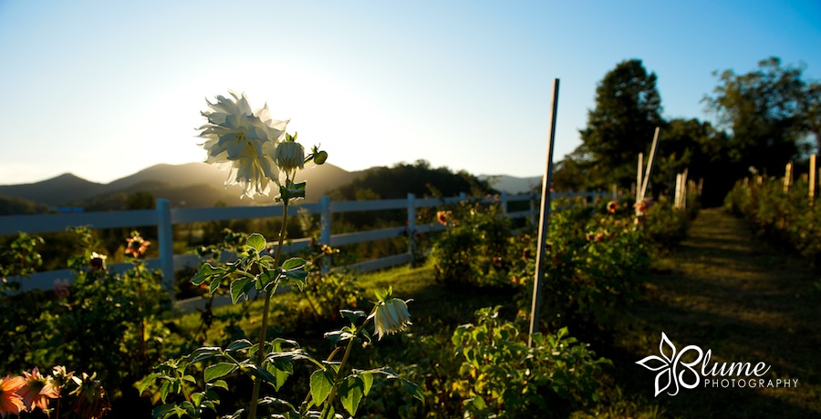 091003_applepicking-132